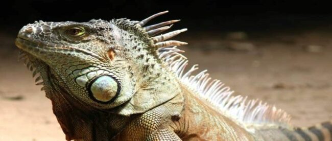 Ein Reptil auf trockenem Boden